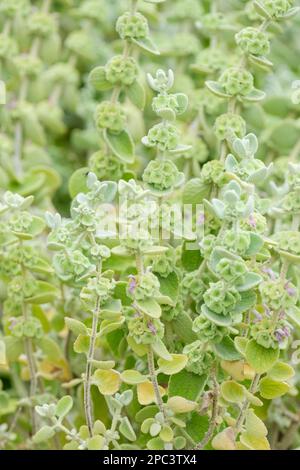 Faux dittany, Ballota pseudodictamnus, feuilles couvertes de felty, poils argentés, lances à fleurs de petites fleurs roses. Banque D'Images