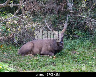 Un cerf de cerf de Sambar (rusa unicolor) repose sur l'herbe. Parc national de Khao Yai, Thaïlande. Banque D'Images