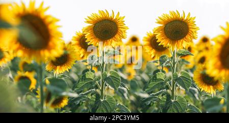 Champ de tournesol en été au coucher du soleil Banque D'Images
