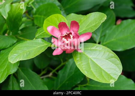 Calycanthus Aphrodite, Aphrodite, arbuste à feuilles caduques, fleurs rouge foncé à pourpres Banque D'Images