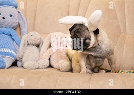 Chien de Pâques - mignon petit chiot avec des oreilles de lapin sur sa tête est assis sur le canapé parmi les jouets doux de lapins roses et bleus Banque D'Images