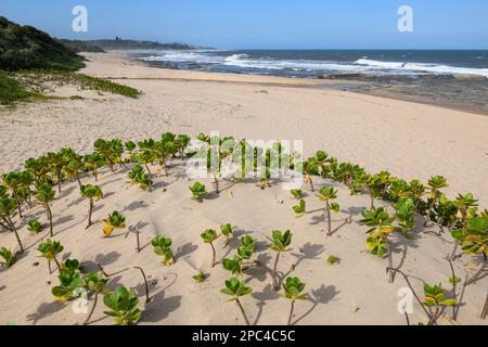 Vue sur Shelly Beach en Afrique du Sud Banque D'Images