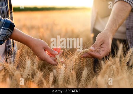 Les agriculteurs touchent les épis de blé sur un champ agricole Banque D'Images