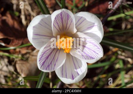 Gros plan de crocus blanc à fleurs violettes, famille des Iridaceae au soleil. Jaune, étamines, pistil, jardin hollandais. Feuilles décolorées, flétrie. Mars Banque D'Images