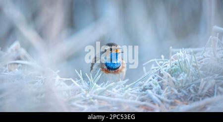 Blanc tacheté de bleu et d'éthroat Luscinia svecica cyanula assis sur une journée glaciale sur un sol givré, la meilleure photo. Banque D'Images