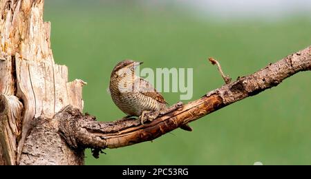 Le Jynx torquilla se trouve sur une branche et attire une femelle, la meilleure photo. Banque D'Images