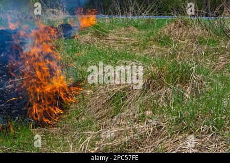 Brûler de l'herbe sèche dans le jardin. Faming d'herbe sèche sur un champ. Feu de forêt. Le champ de chaume est brûlé par l'agriculteur. Incendie sur le terrain. Banque D'Images