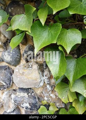 Détail de lierre sur un mur de silex. Banque D'Images