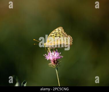 La nacre est un grand papillon de forêt jaune sur une fleur en fleur avec un fond doux. une espèce rare de papillon dans la forêt. Banque D'Images