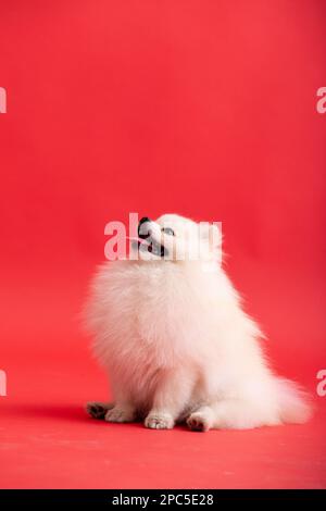 Portraite de mignon petit chiot moelleux de pomeranian spitz. Petit chien souriant couché sur fond rouge vif et tendance. Banque D'Images