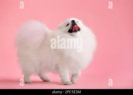 Portraite de mignon petit chiot moelleux de pomeranian spitz. Petit chien souriant couché sur fond rose vif et tendance. Banque D'Images