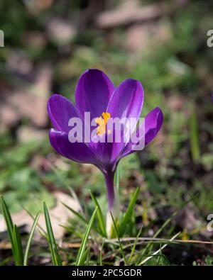 Crocus violet au centre de l'image, photographie. Ressort. Fleur de crocus en fleur. Banque D'Images