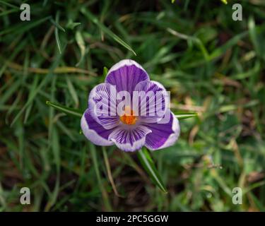 Crocus violet au centre de l'image, photographie. Ressort. Fleur de crocus en fleur. Banque D'Images