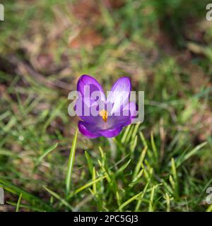 Crocus violet au centre de l'image, photographie. Ressort. Fleur de crocus en fleur. Banque D'Images