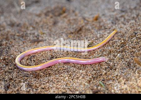Meyer's Blind Legless Skink (Typhlosaurus meyeri) sur un sol sablonneux, Oranjemund, Namibie, janvier Banque D'Images