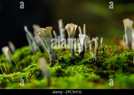 Le champignon litte étonnant ressemble à des branches avec des gouttes de rosée - xylaria hypoxylon. Banque D'Images