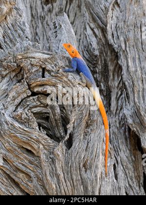 Namib Rock Agama (Agama planiceps) mâle en couleurs reproductrices reposant sur une souche d'arbre ancien, Namibie, janvier Banque D'Images