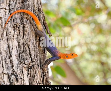 Namib Rock Agama (Agama planiceps), homme en position agressive sur le tronc d'arbre, Namibie, janvier Banque D'Images