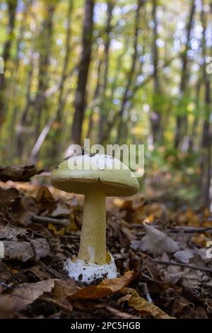 Un gros plan d'Amanita citrina, fausse calotte de mort ou citronne amanita . Banque D'Images