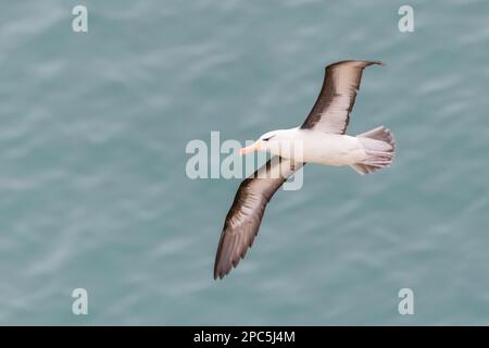 Albatros à sourcils noirs volant au-dessus de la mer à RSPB Bempton Cliffs, Royaume-Uni. Banque D'Images