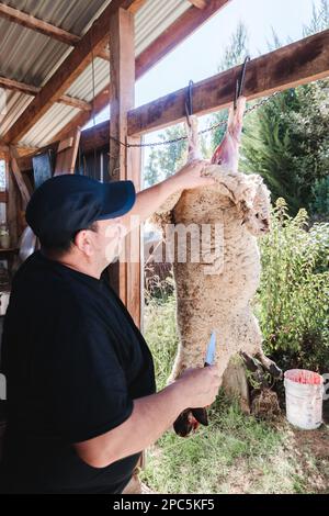 Abattoir d'agneau ou de mouton vue latérale sur les mains d'un agriculteur latiman qui fait du brochage à sa ferme le jour de l'été Banque D'Images