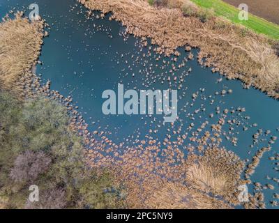 Plan d'eau hivernal avec des oiseaux, des roseaux et des buissons à côté des champs en Allemagne rurale avec une variété de plantes et d'animaux dans le biotope, Allemagne Banque D'Images