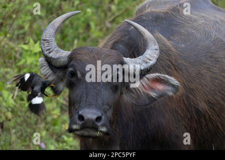 Buffalo sauvage dans le champ Banque D'Images