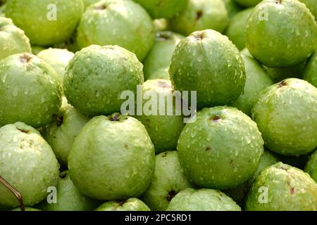 Fruit de la goyave biologique. Fruit de la goyave verte accroché à l'arbre dans la ferme agricole de l'Inde en saison de récolte, ce fruit contient beaucoup de vitamine C. Banque D'Images