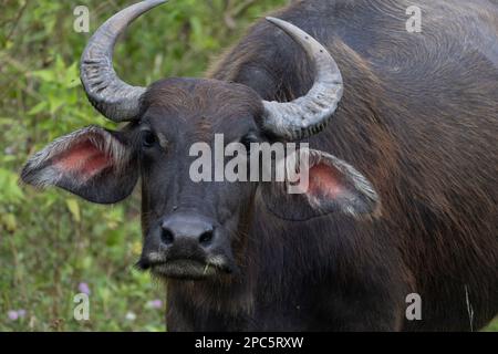 Buffalo sauvage dans le champ Banque D'Images