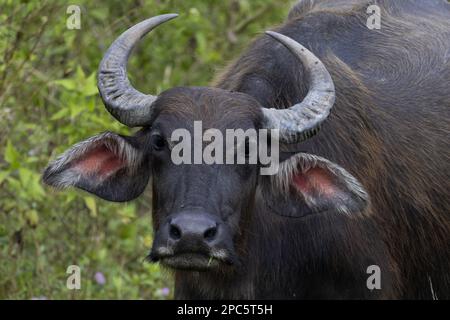 Buffalo sauvage dans le champ Banque D'Images