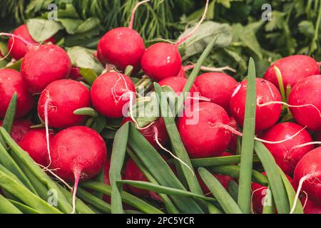 Radis mûrs frais, légumes racines comestibles de la famille des Brassicacea parmi les salades et les létuces dans un marché de la rue, gros plan Banque D'Images