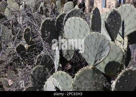 Opuntia engelmannii - cactus à la poire épineuse d'Engelmann. Banque D'Images