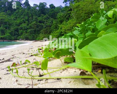 Ipomoea pes-caprae, également connu sous le nom de bayhoublon, Bay-houblon, plage matin gloire ou pied de chèvre situé sur la baie verte. Banque D'Images