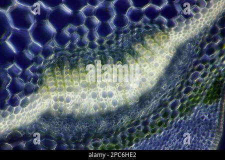 Vue microscopique de la purge (Euphorbia sp.) faisceau vasculaire. Lumière polarisée avec polariseurs croisés. Banque D'Images