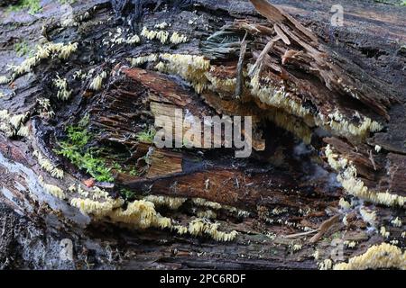 Mucronella calva, également appelée Hydnum calvum, communément appelé Swarming Spine, champignon sauvage de Finlande Banque D'Images