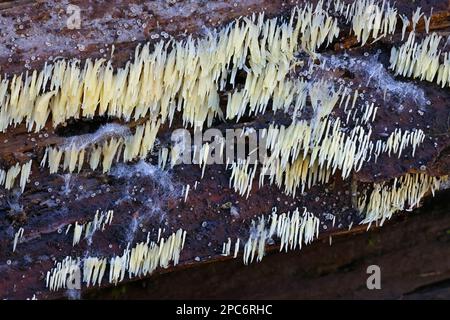 Mucronella calva, également appelée Hydnum calvum, communément appelé Swarming Spine, champignon sauvage de Finlande Banque D'Images