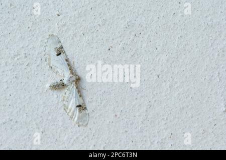 Papillon à la chaux (Eupithia centaureata) reposant sur un mur blanc, camouflé Banque D'Images