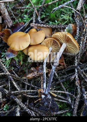 Galerina marginata, connue sous le nom de cloche funéraire, tête de mort ou mortel Galerina, champignon toxique de Finlande Banque D'Images