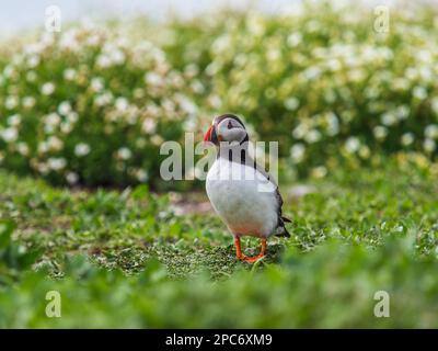 Oiseau Macareux moine Banque D'Images