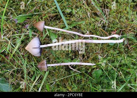 Psilocybe semilanceata, communément appelé cloche de la liberté ou champignon magique, champignon hallucinogène de Finlande Banque D'Images