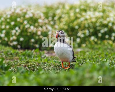 Oiseau Macareux moine Banque D'Images