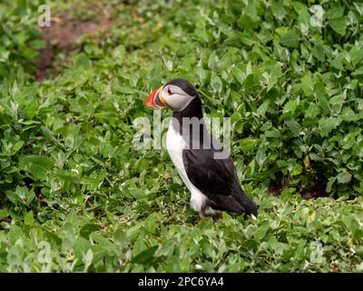 Oiseau Macareux moine Banque D'Images