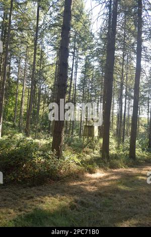 Forester se trouve au bord de la forêt, Förster Hoch sitz Banque D'Images