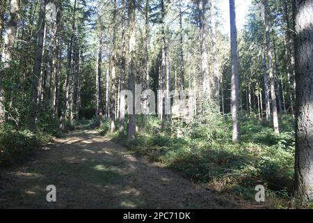 Forester se trouve au bord de la forêt, Förster Hoch sitz Banque D'Images