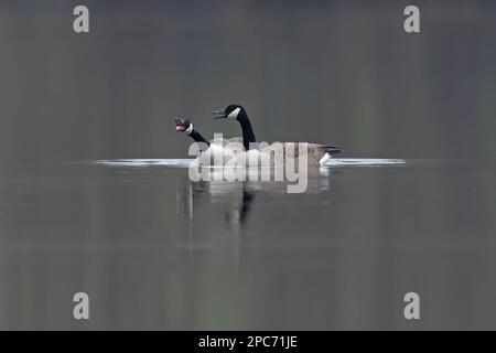 Paire de Bernaches du Canada-Branta canadensis en démonstration. Banque D'Images