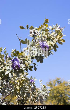 Dermatophyllum secundiflorum - arbuste de Laurier de montagne du Texas, floraison. Banque D'Images