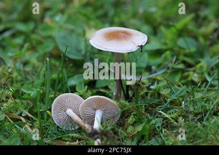 Hebeloma mesophaeum, connu comme poisonpie voilées ou empoisonner pie, de la Finlande aux champignons sauvages Banque D'Images