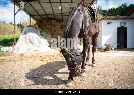 Cheval d'entraînement avec selle préparé pour l'entraînement dans une école d'équitation à Adana, Turquie. Le cheval accueille le public. Banque D'Images