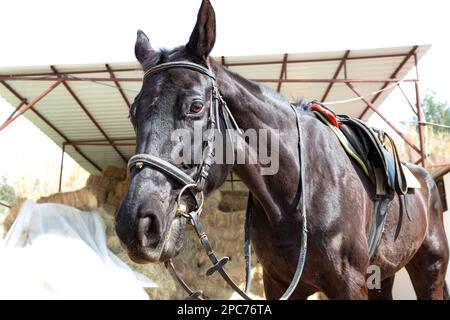 Cheval d'entraînement avec selle préparé pour l'entraînement dans une école d'équitation à Adana, Turquie. Banque D'Images