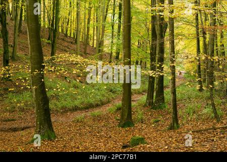 Couleur d'automne dans un bois de hêtre à Rowberrow Warren dans les collines de Mendip, Somerset, Angleterre. Banque D'Images